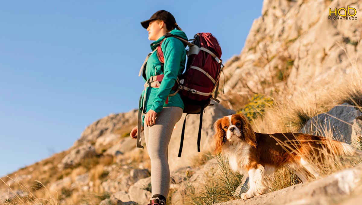 pet friendly travel destinations